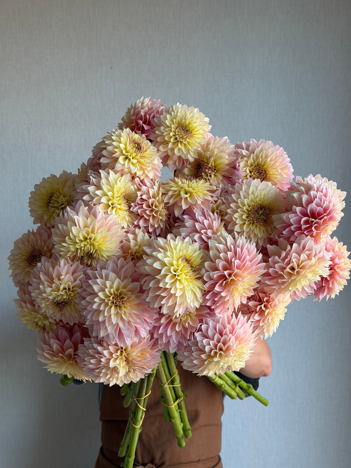 Dahlia Bloomquist Blush - FluffyFlower