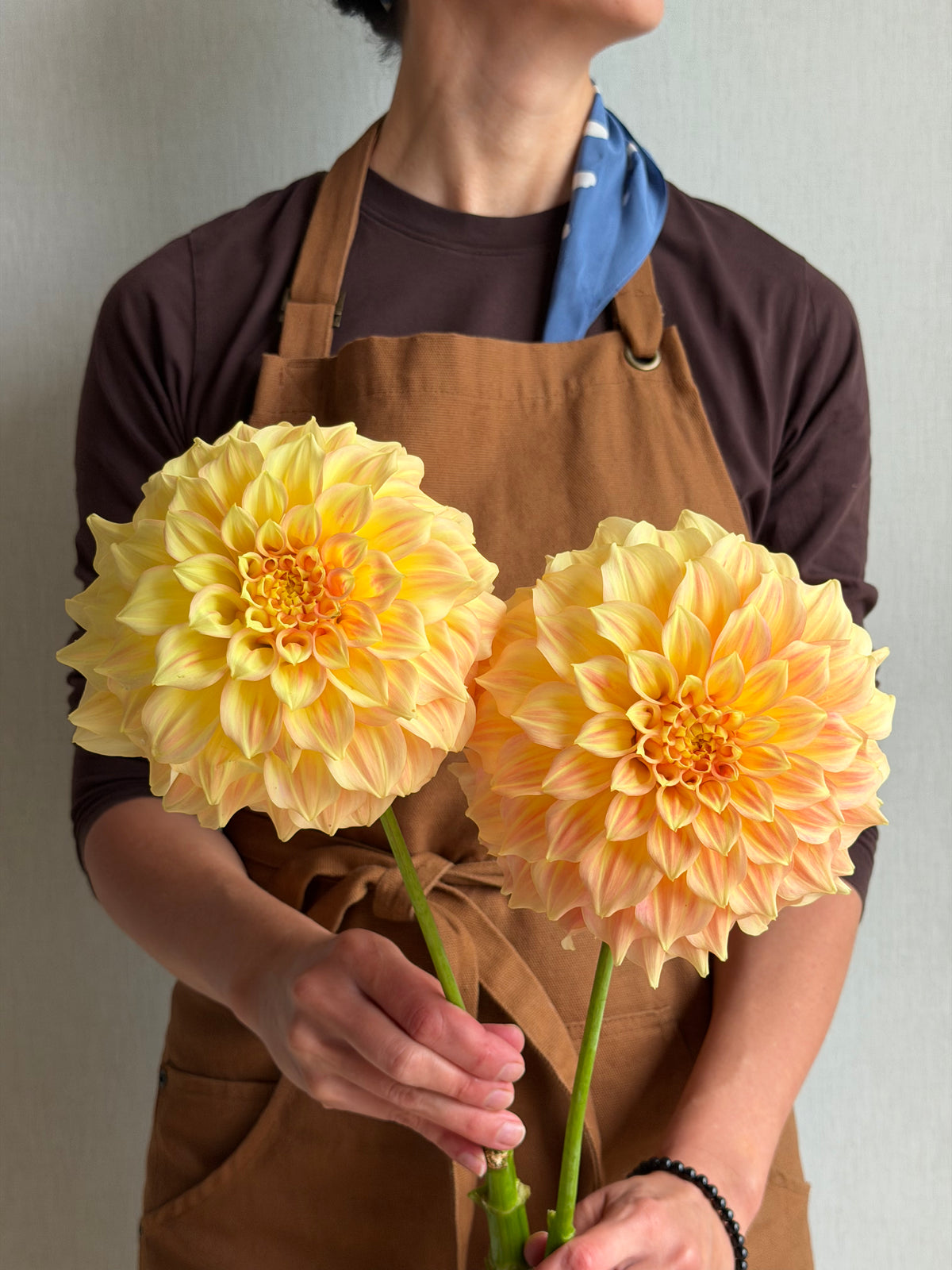 Dahlia Bracken Glenda-FluffyFlower