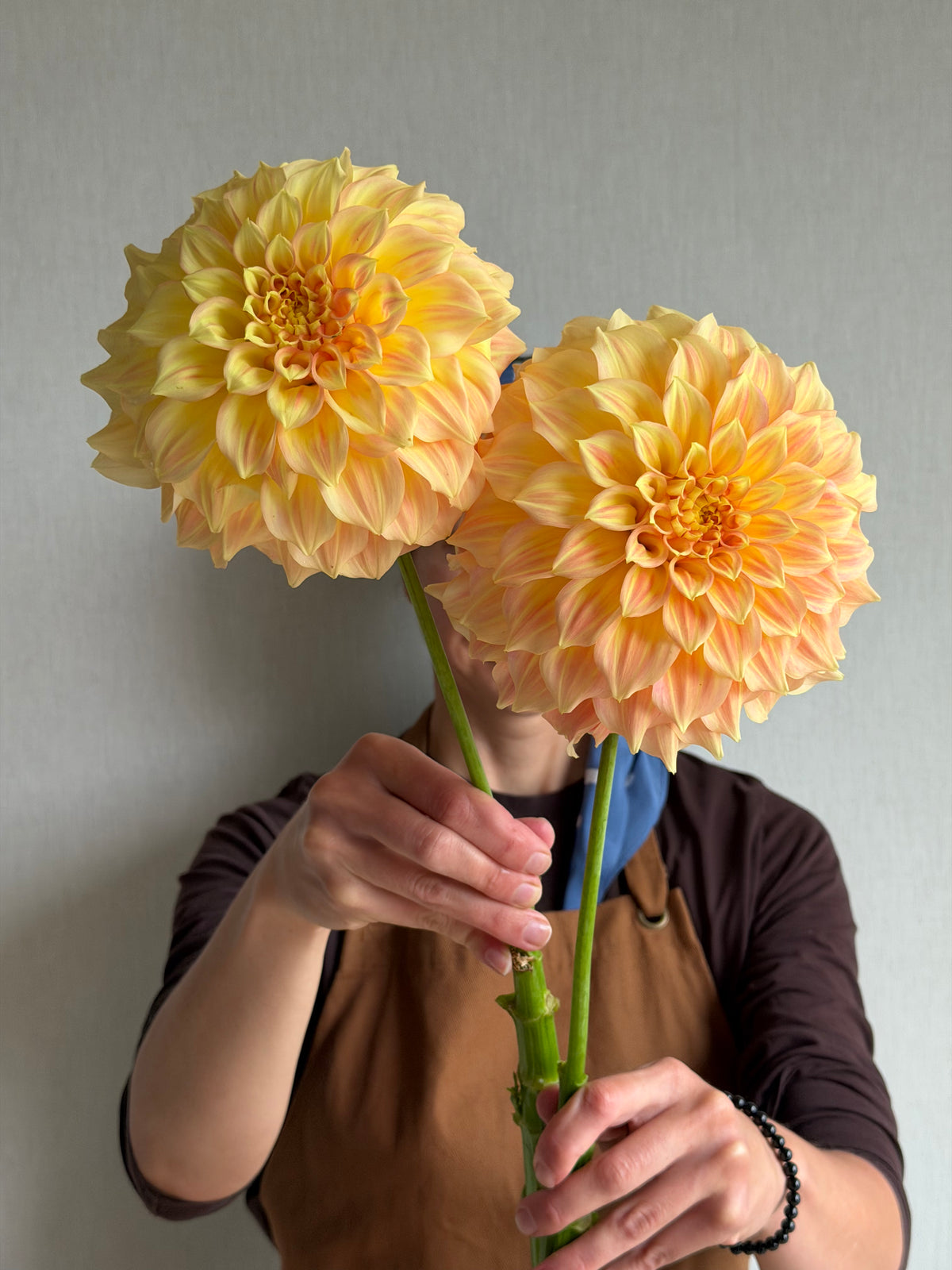 Dahlia Bracken Glenda-FluffyFlower