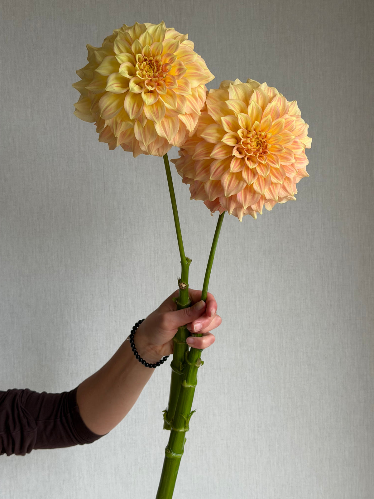 Dahlia Bracken Glenda-FluffyFlower
