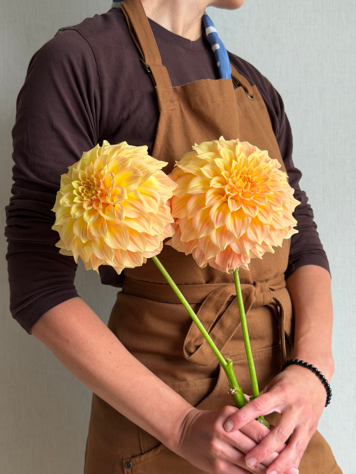 Dahlia Bracken Glenda-FluffyFlower