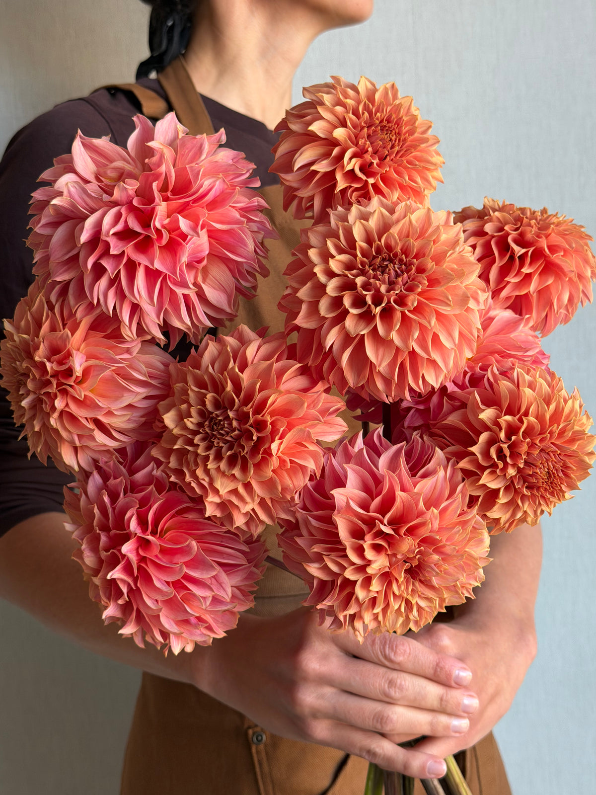 Dahlia KA's Coral Sea - FluffyFlower