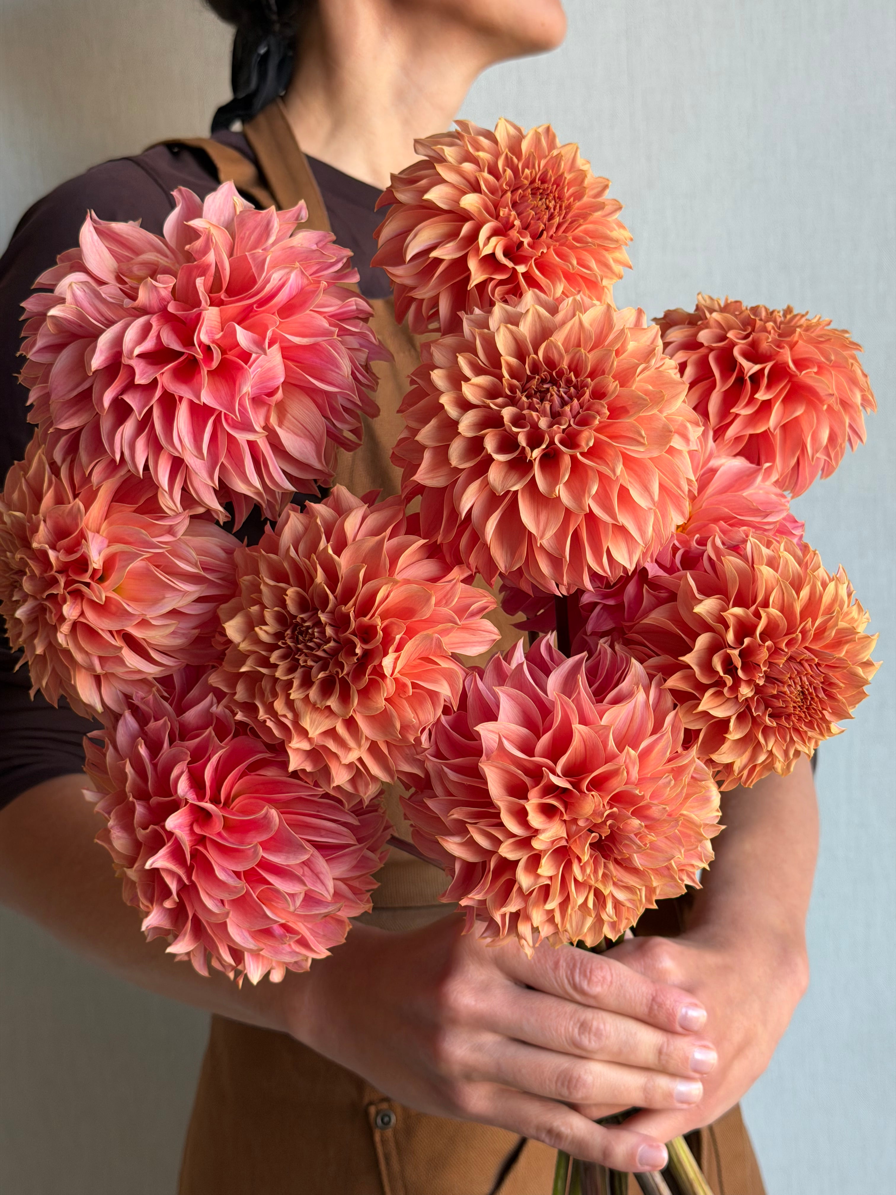 Dahlia KA's Coral Sea - FluffyFlower