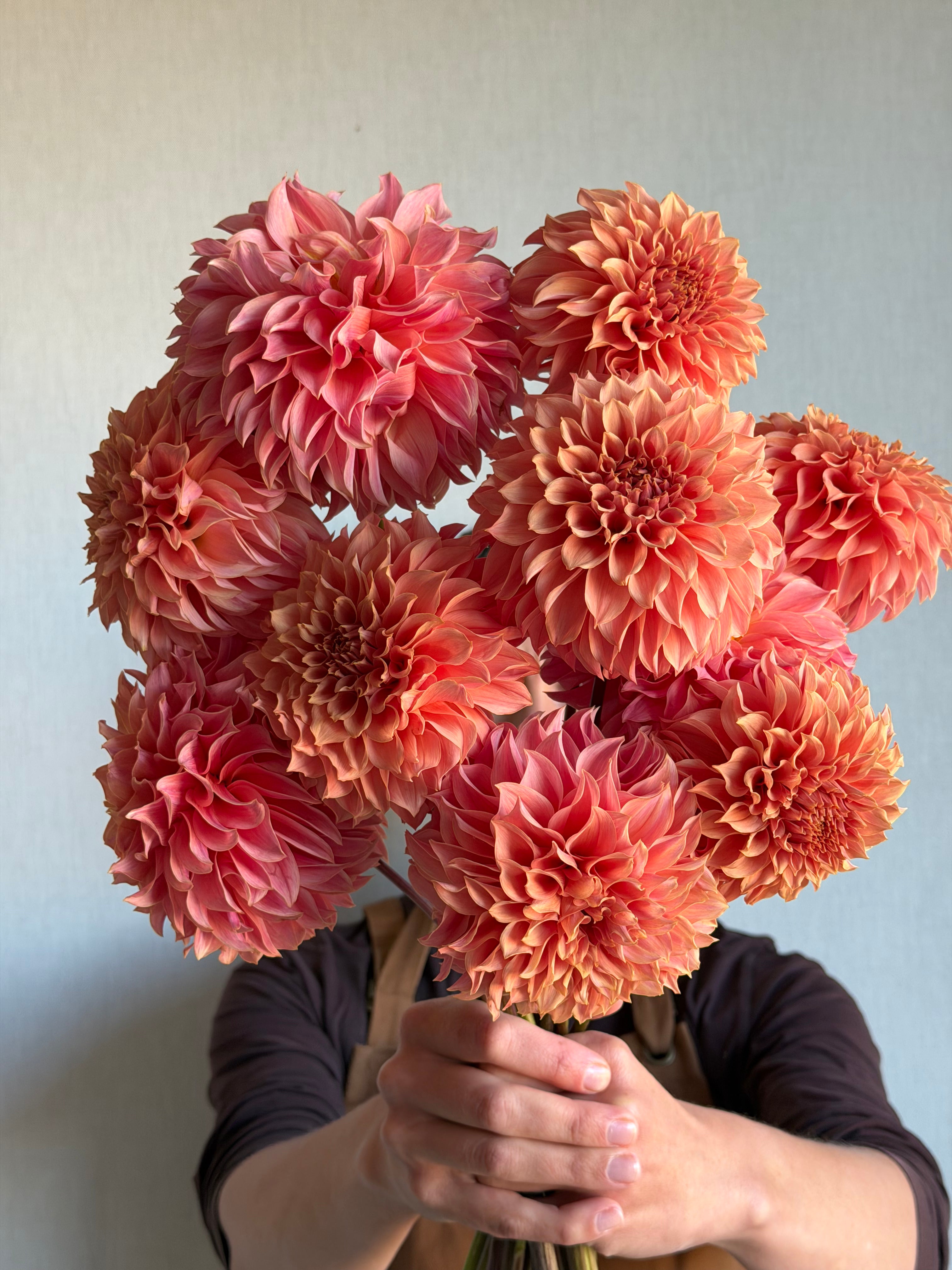 Dahlia KA's Coral Sea - FluffyFlower