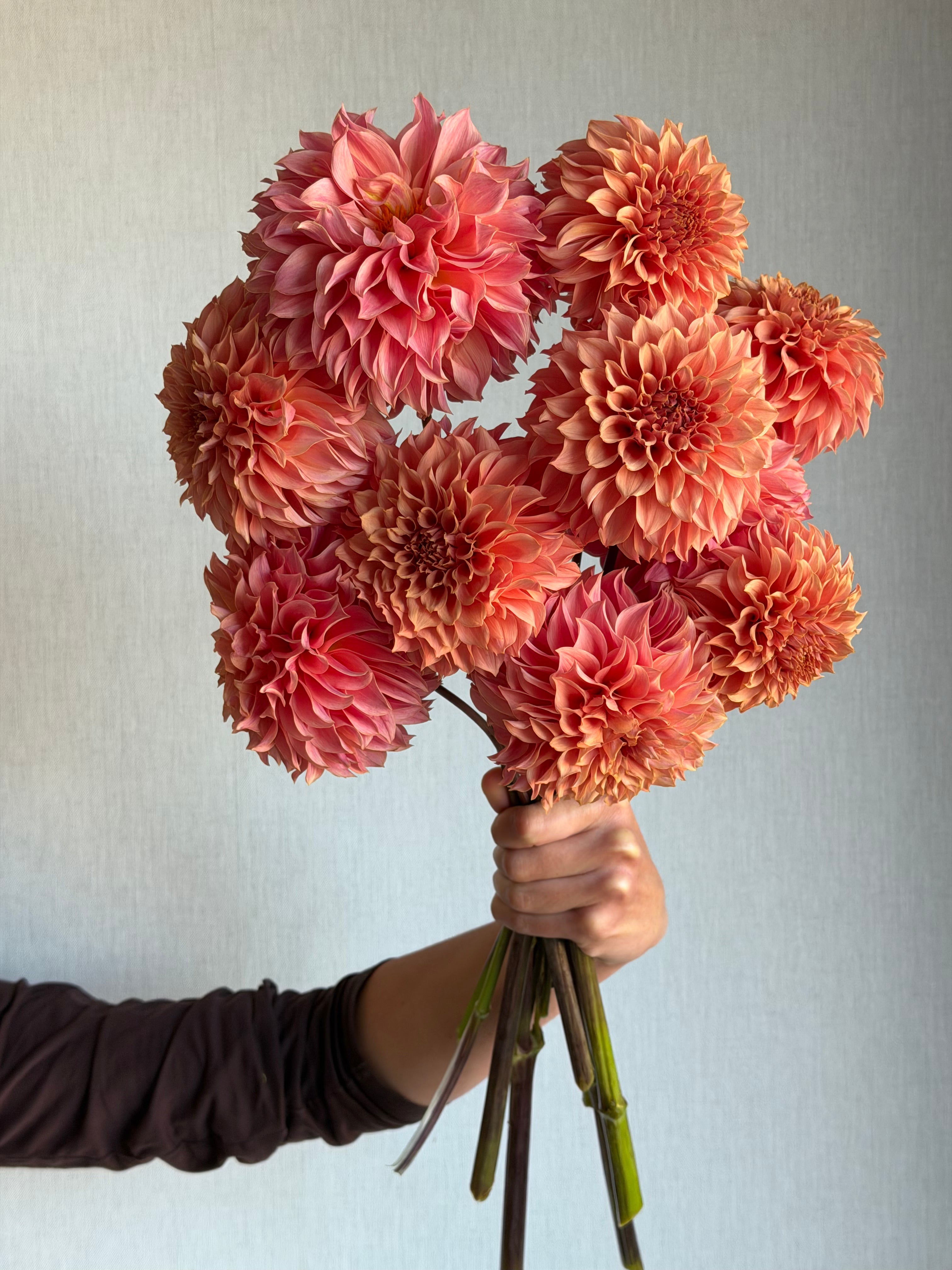 Dahlia KA's Coral Sea - FluffyFlower