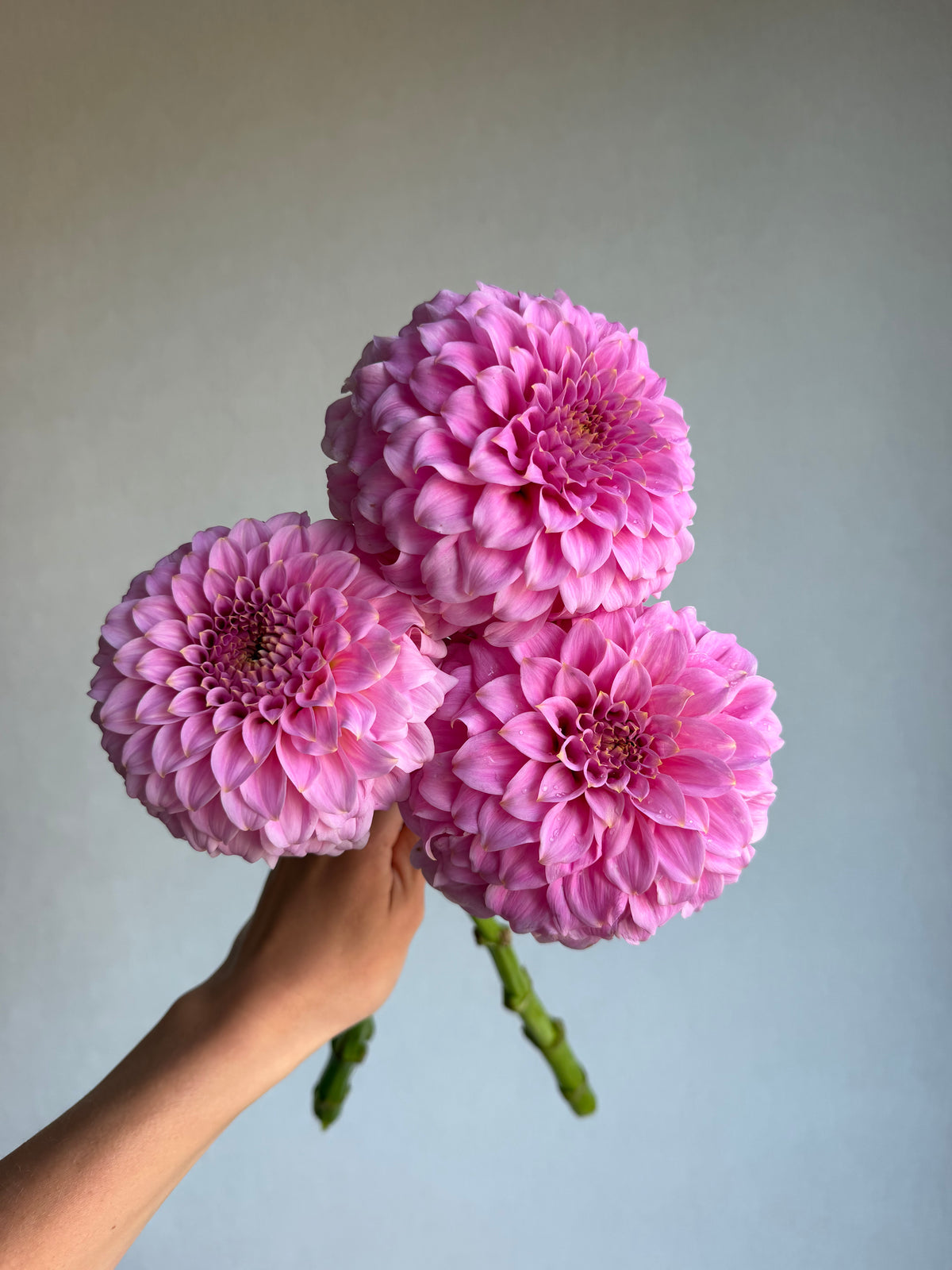 Dahlia Araluen Leatrice-FluffyFlower