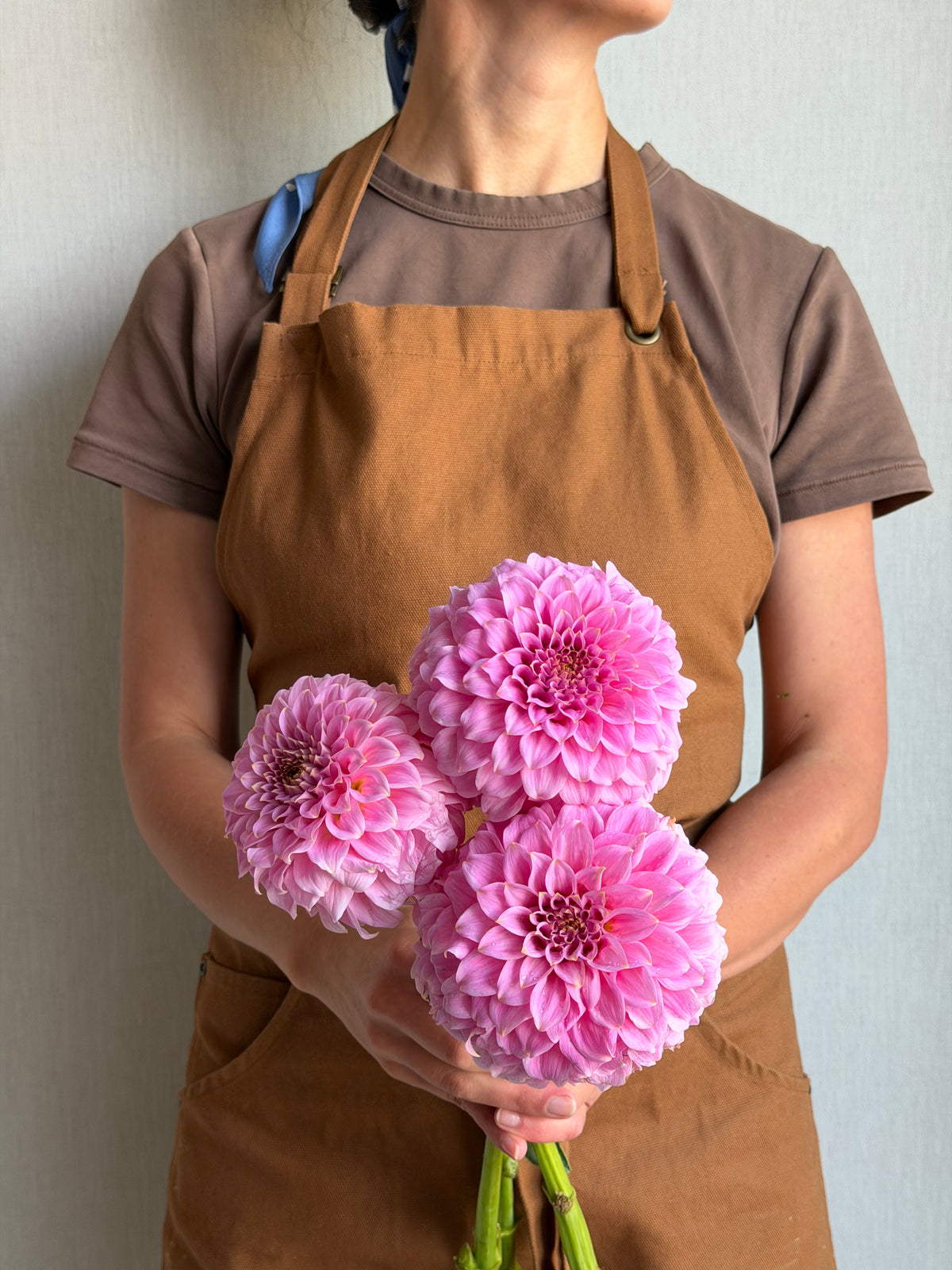 Dahlia Araluen Leatrice-FluffyFlower