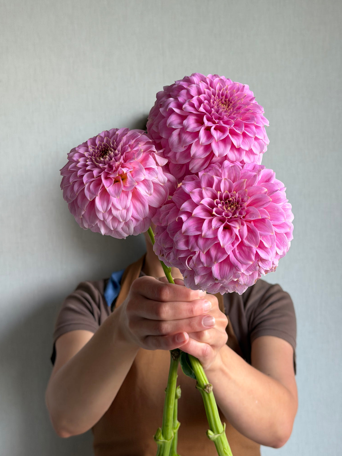 Dahlia Araluen Leatrice-FluffyFlower