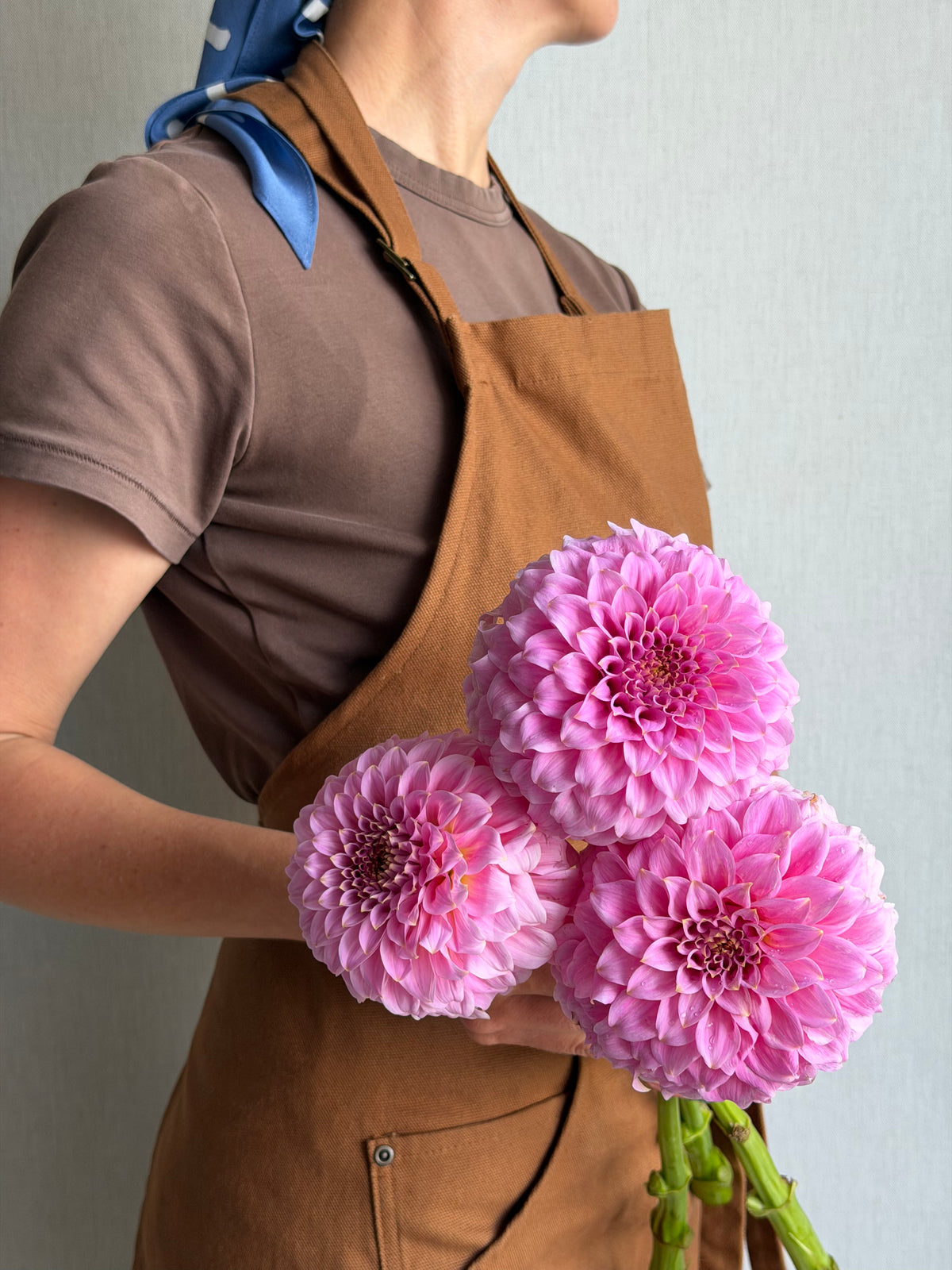 Dahlia Araluen Leatrice-FluffyFlower