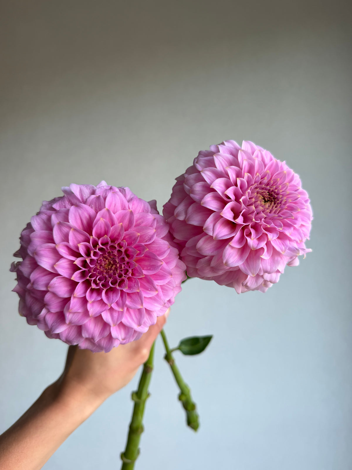Dahlia Araluen Leatrice-FluffyFlower