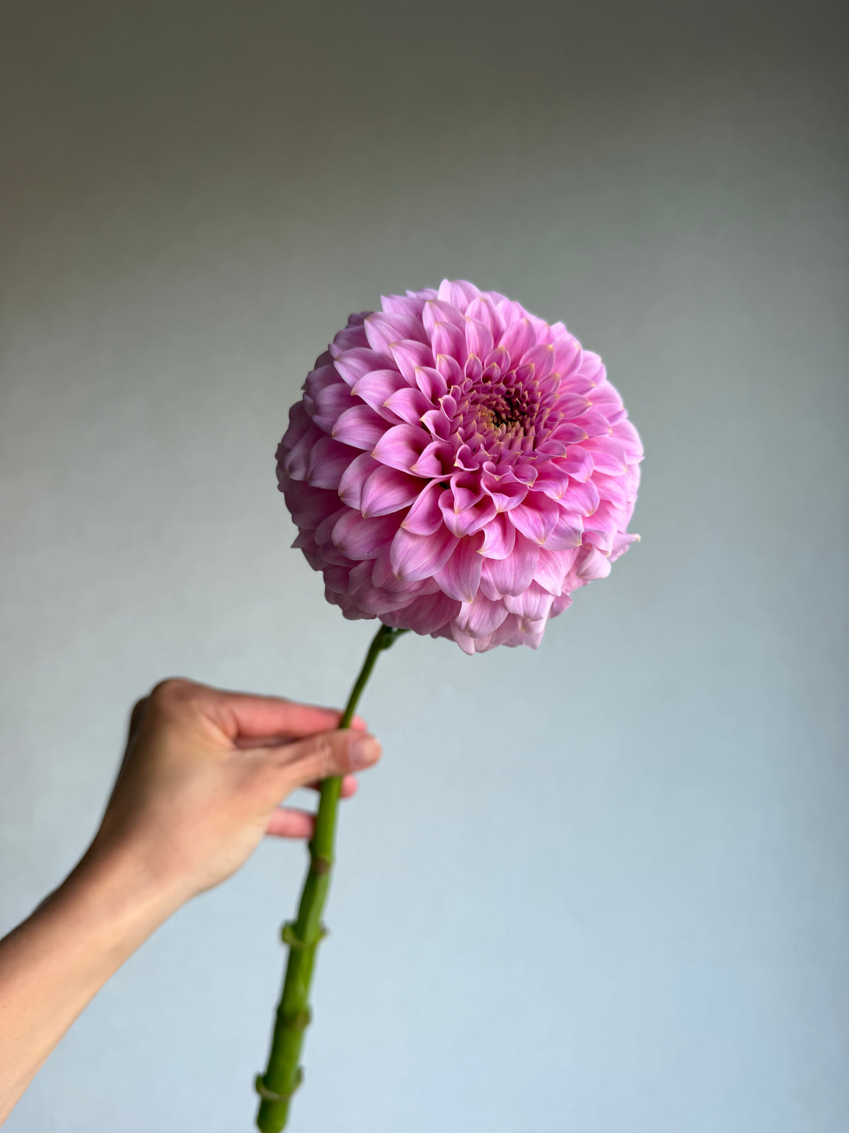 Dahlia Araluen Leatrice-FluffyFlower