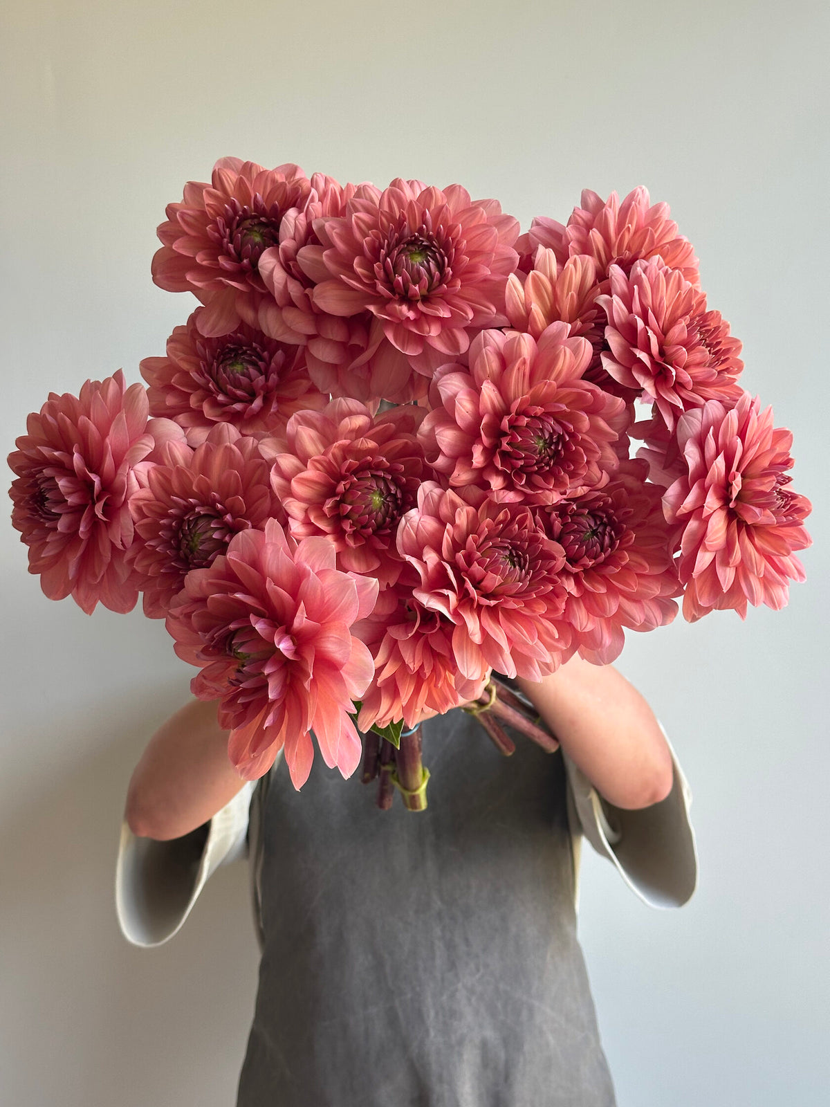 Dahlia Chateau de la Bourdaisiere_FluffyFlower