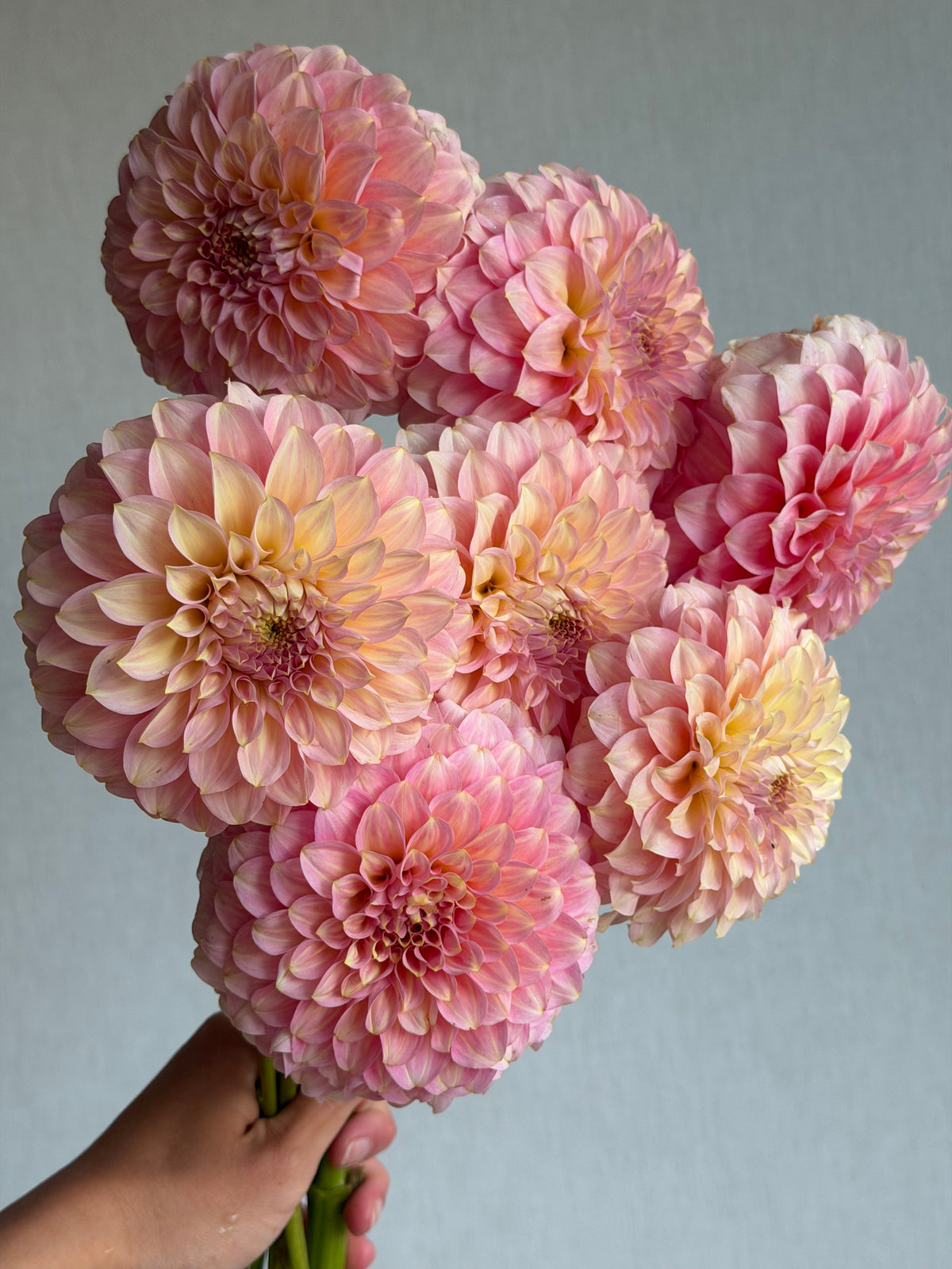Dahlia Coorabell Jessie-FluffyFlower