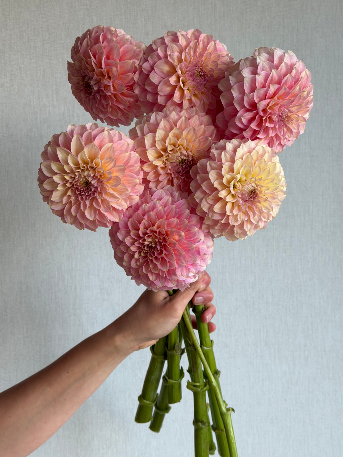 Dahlia Coorabell Jessie-FluffyFlower