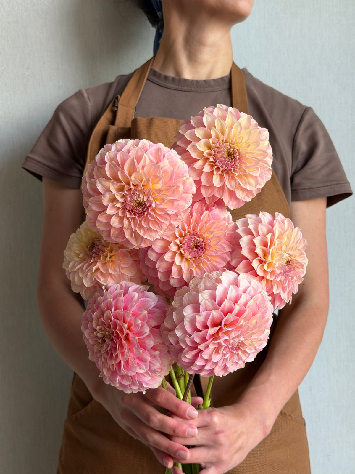 Dahlia Coorabell Jessie-FluffyFlower
