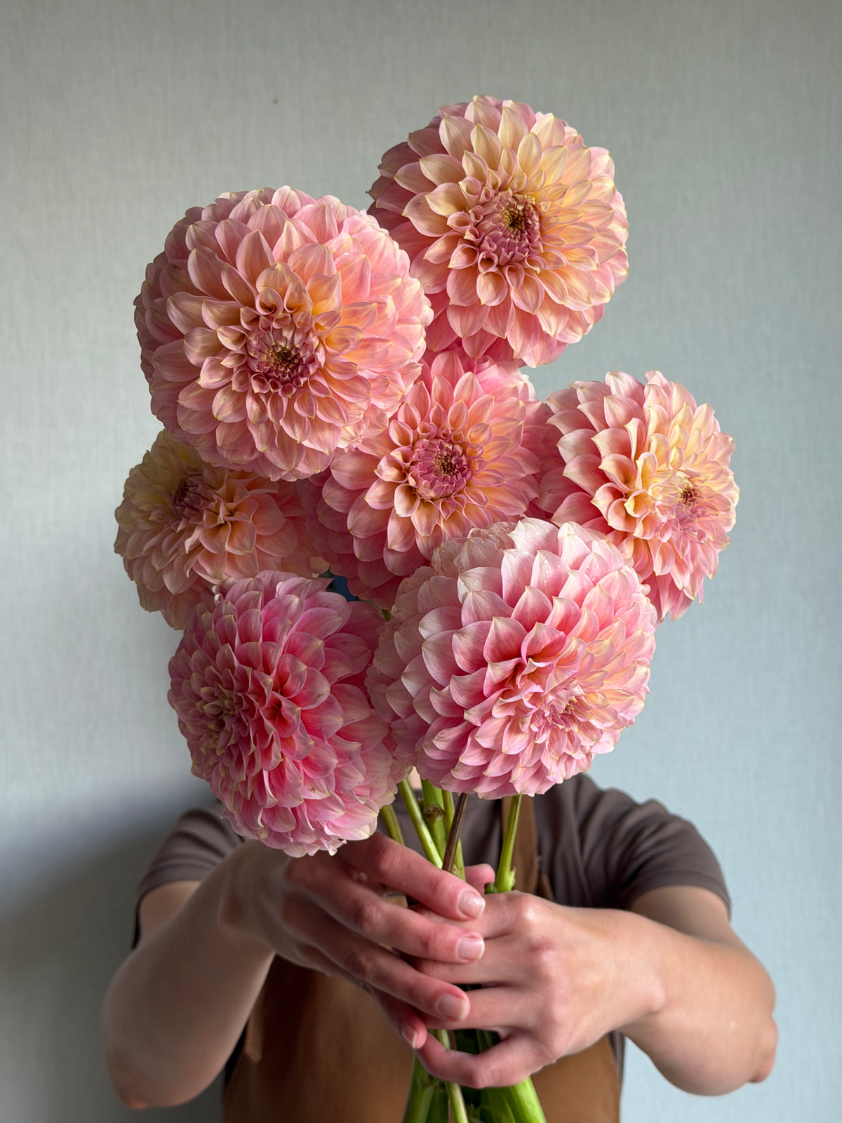 Dahlia Coorabell Jessie-FluffyFlower
