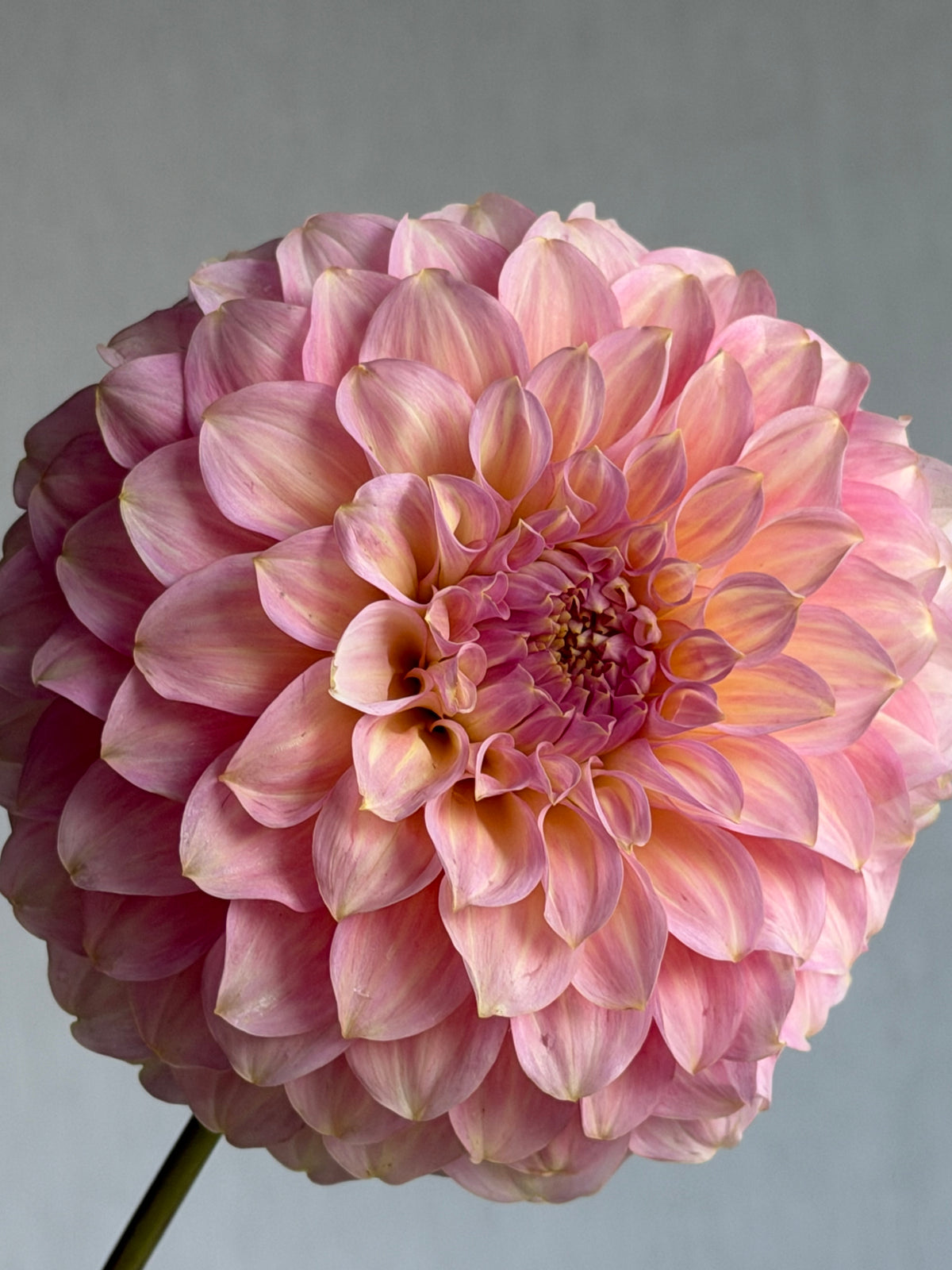 Dahlia Coorabell Jessie-FluffyFlower