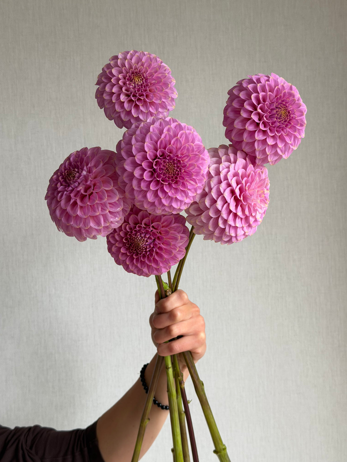 Dahlia Florelie Oracle-FluffyFlower