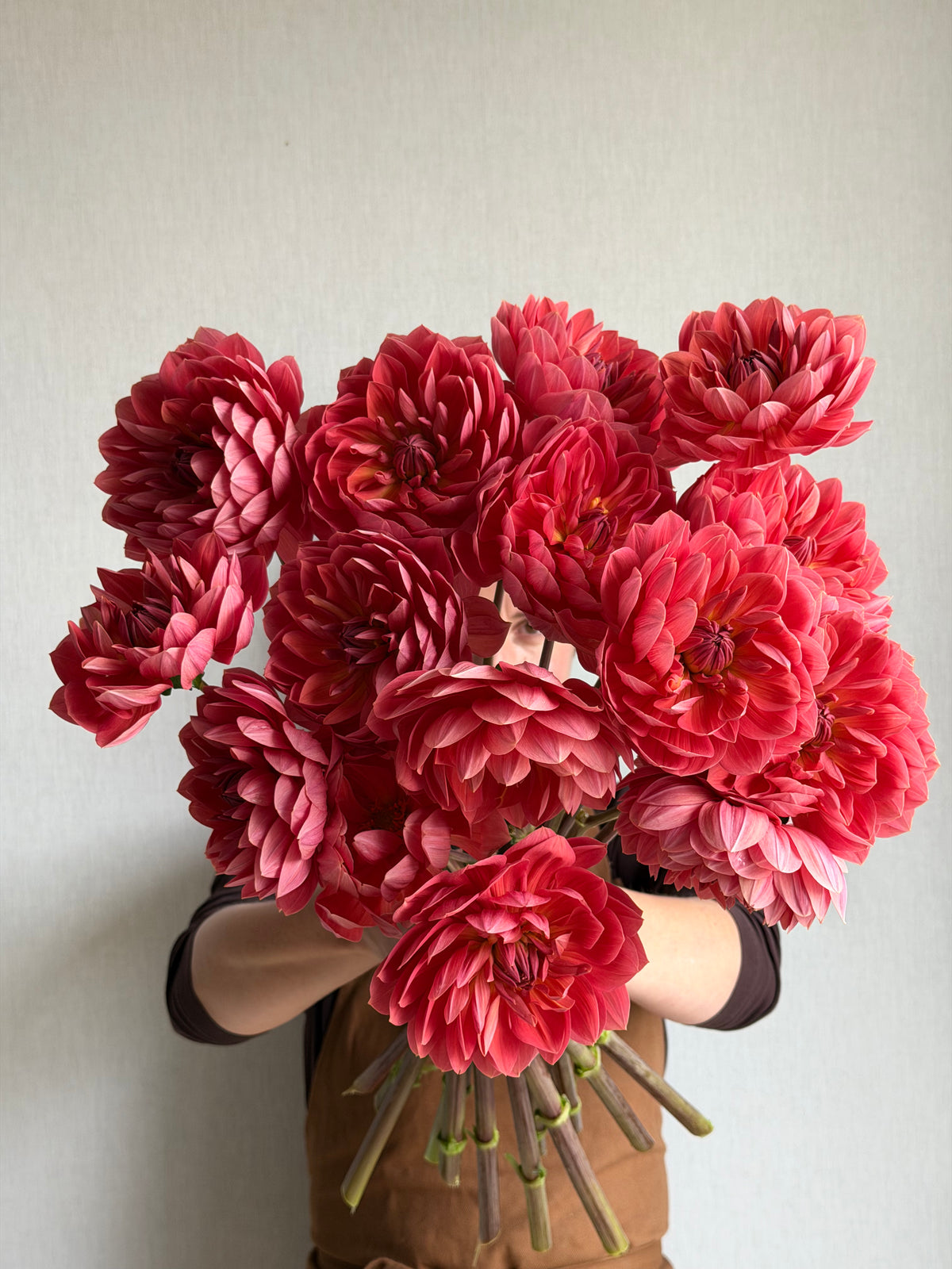 Dahlia Hollyhill Daydream - FluffyFlower