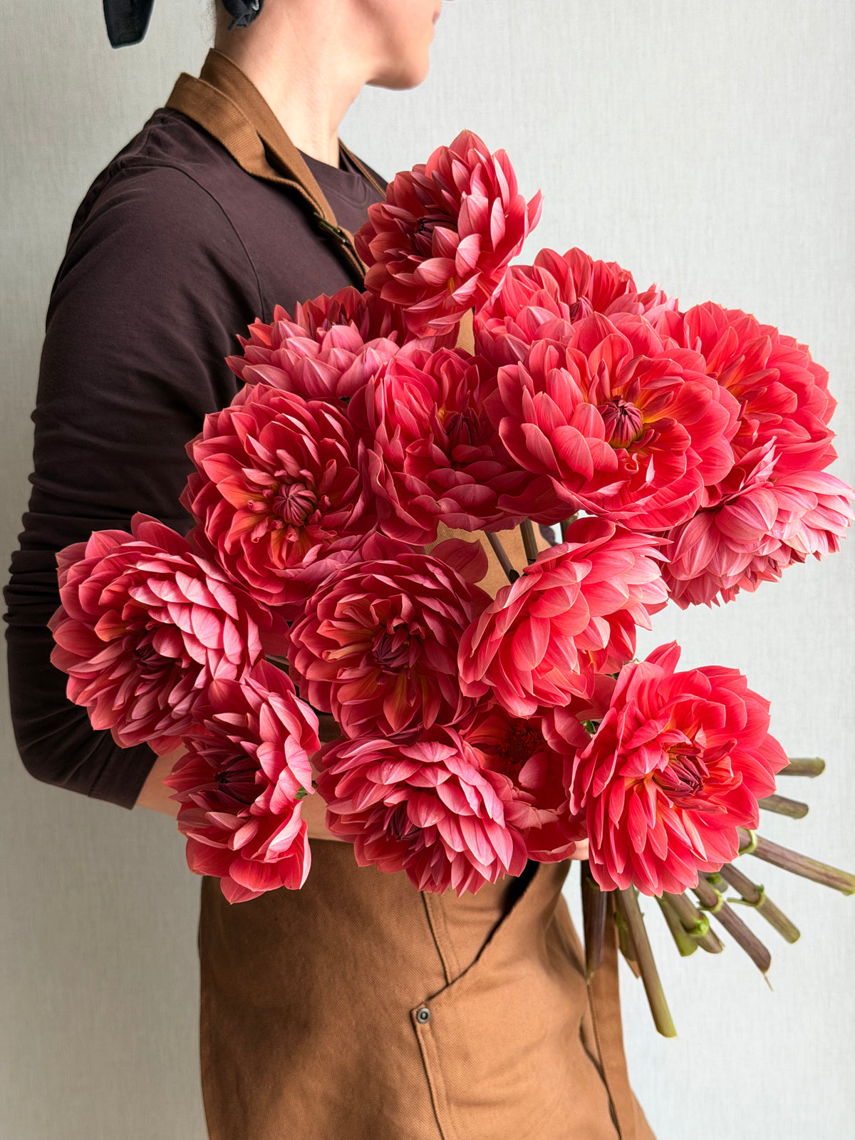 Dahlia Hollyhill Daydream - FluffyFlower
