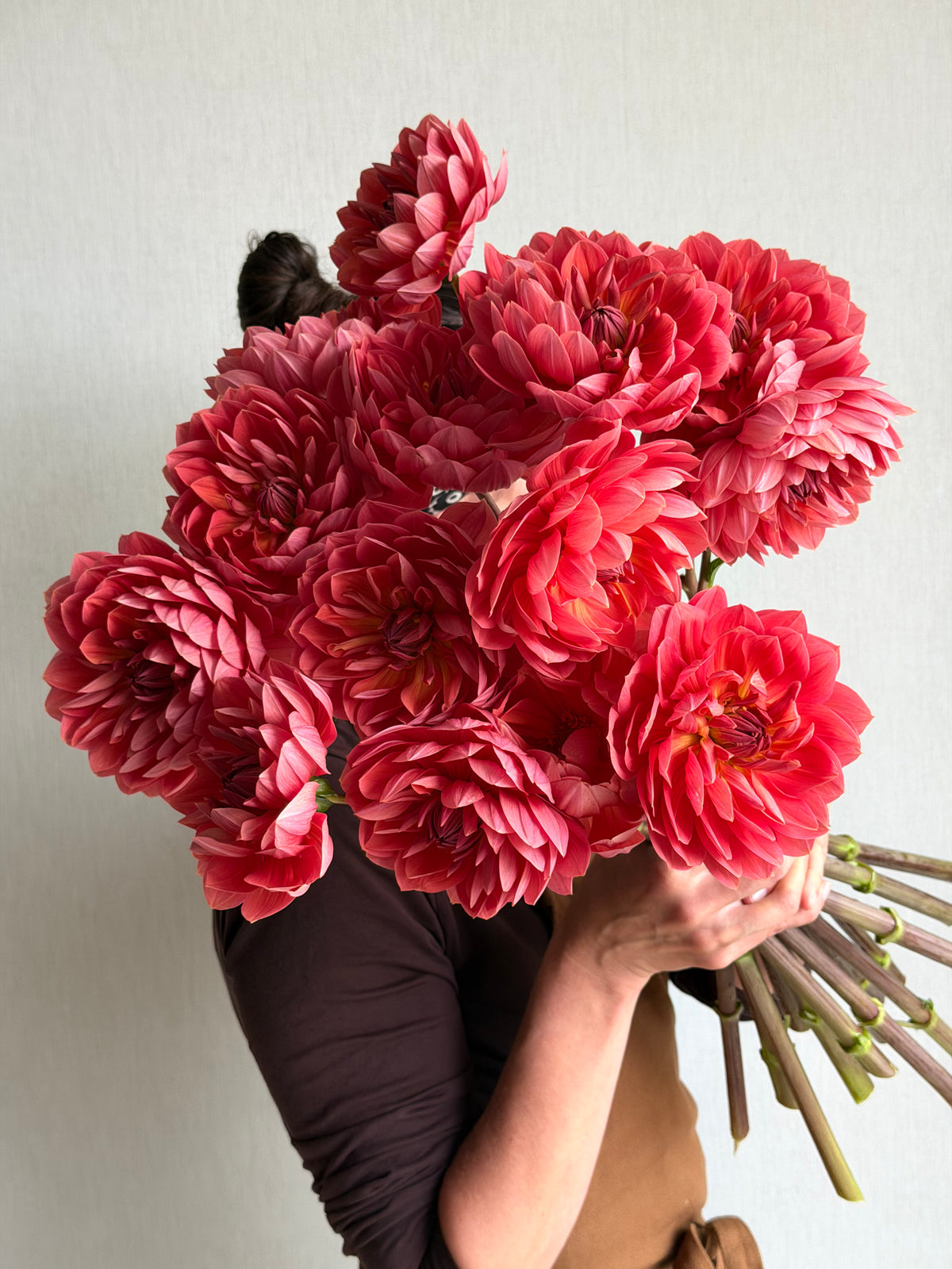 Dahlia Hollyhill Daydream - FluffyFlower