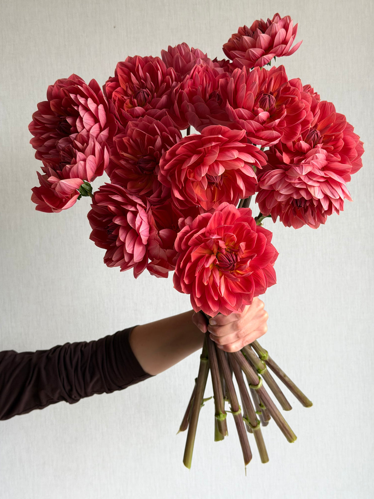 Dahlia Hollyhill Daydream - FluffyFlower