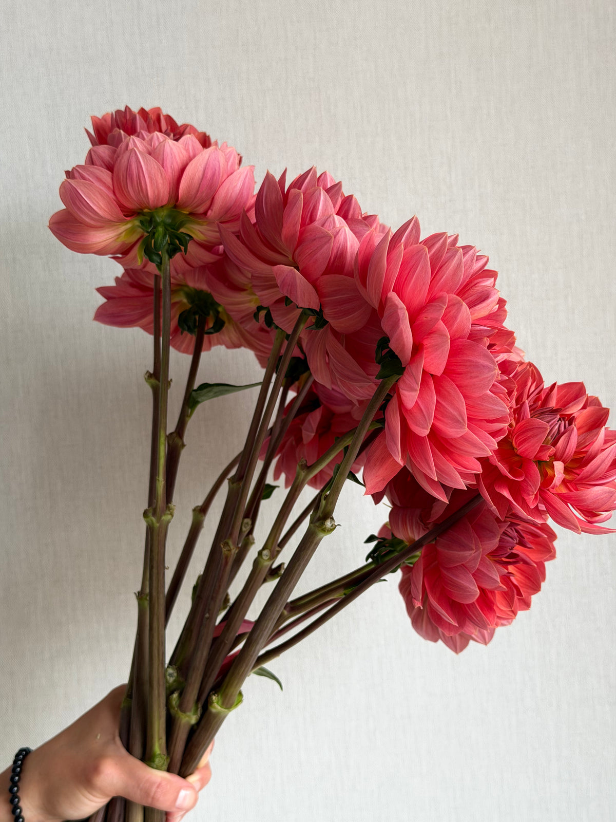 Dahlia Hollyhill Daydream - FluffyFlower