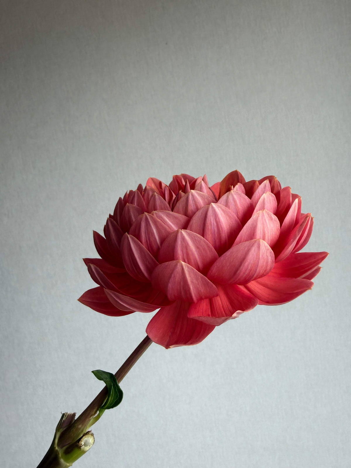 Dahlia Hollyhill Daydream - FluffyFlower