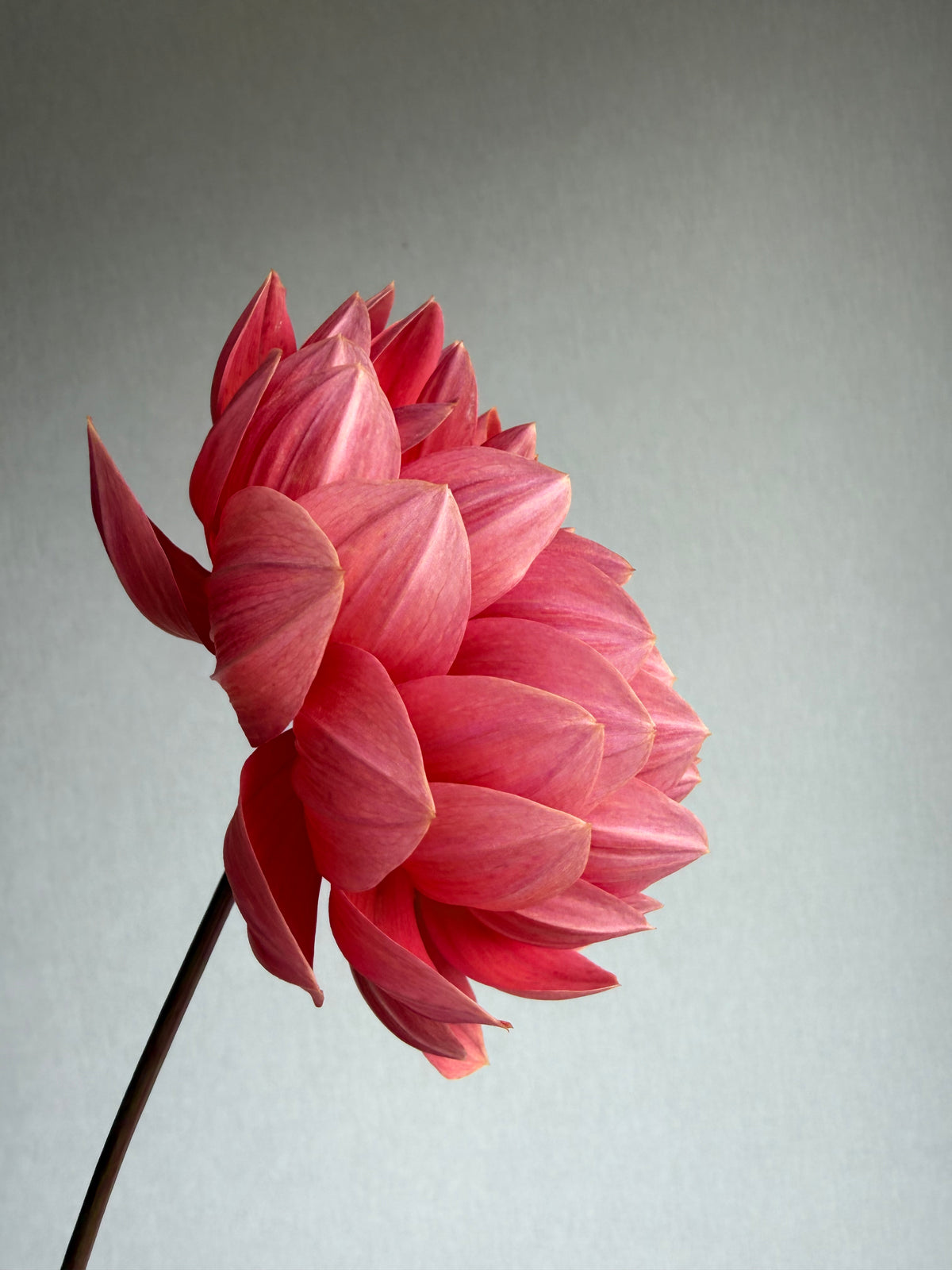 Dahlia Hollyhill Daydream - FluffyFlower
