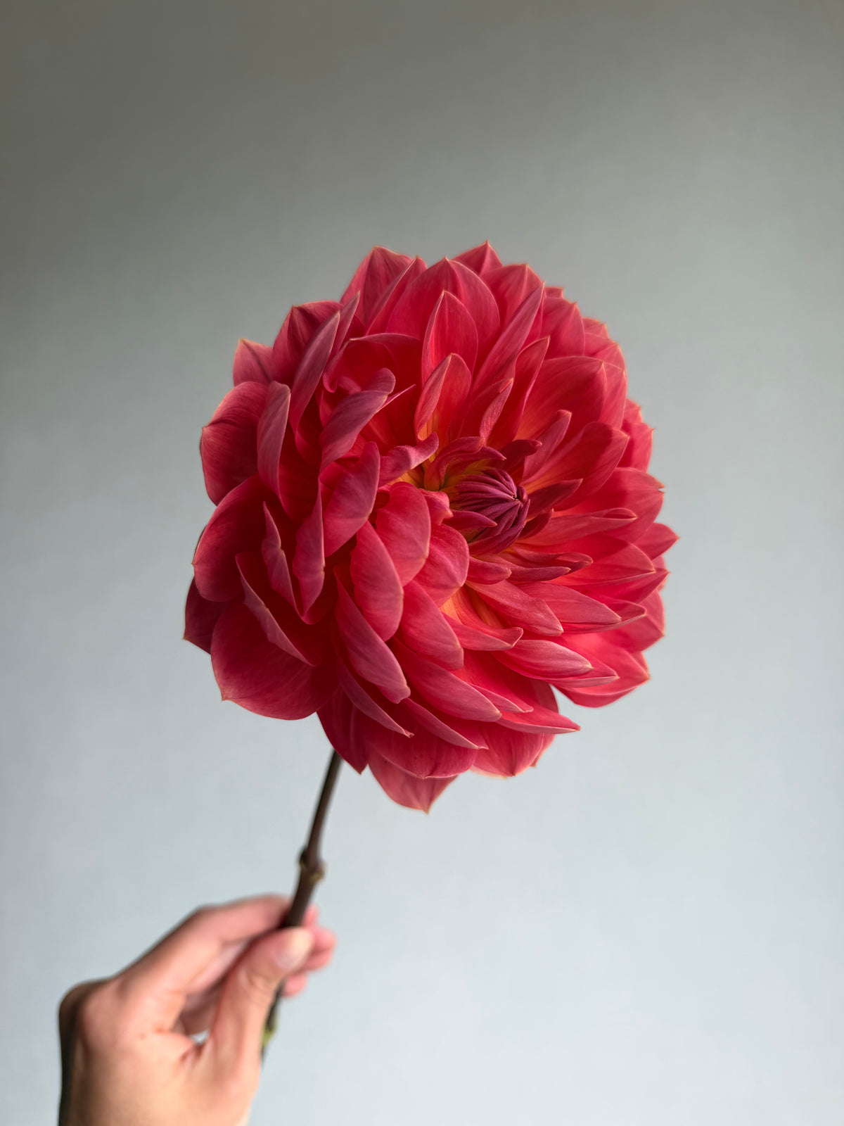 Dahlia Hollyhill Daydream - FluffyFlower