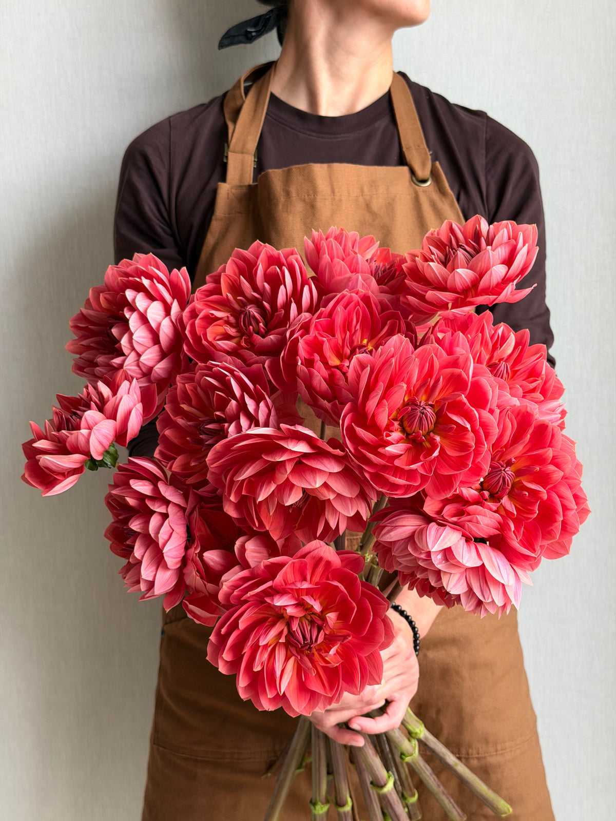 Dahlia Hollyhill Daydream - FluffyFlower