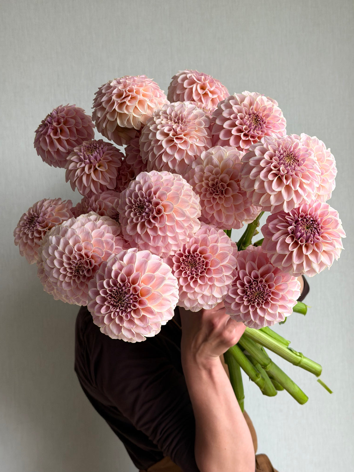 Dahlia KA's Cinder Rose-FluffyFlower
