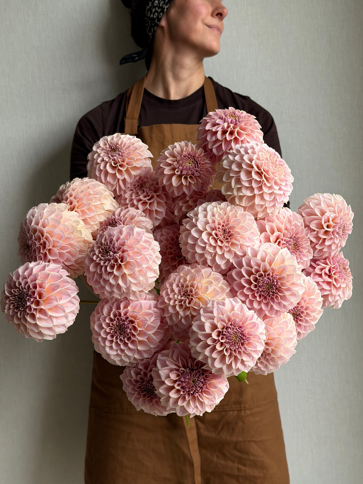 Dahlia KA's Cinder Rose-FluffyFlower