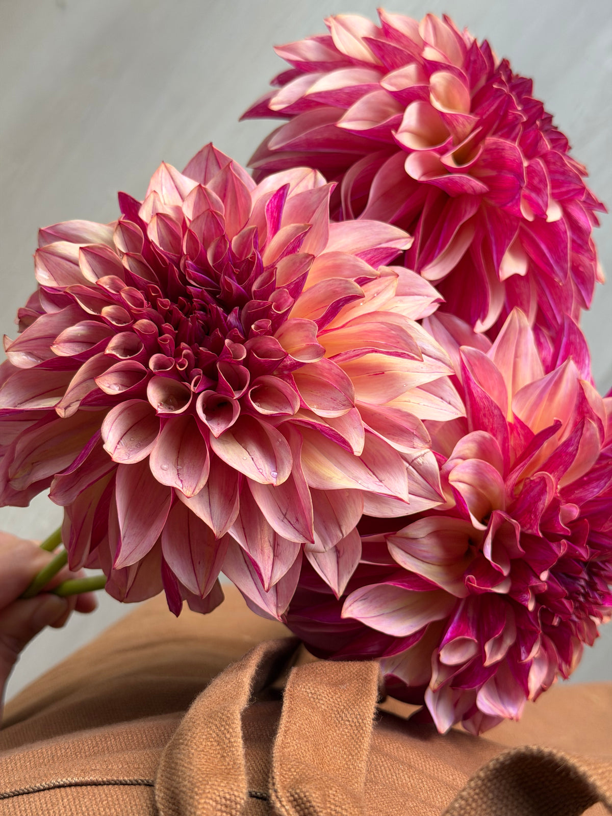 Dahlia KA's Cafe Mauve-FluffyFlower
