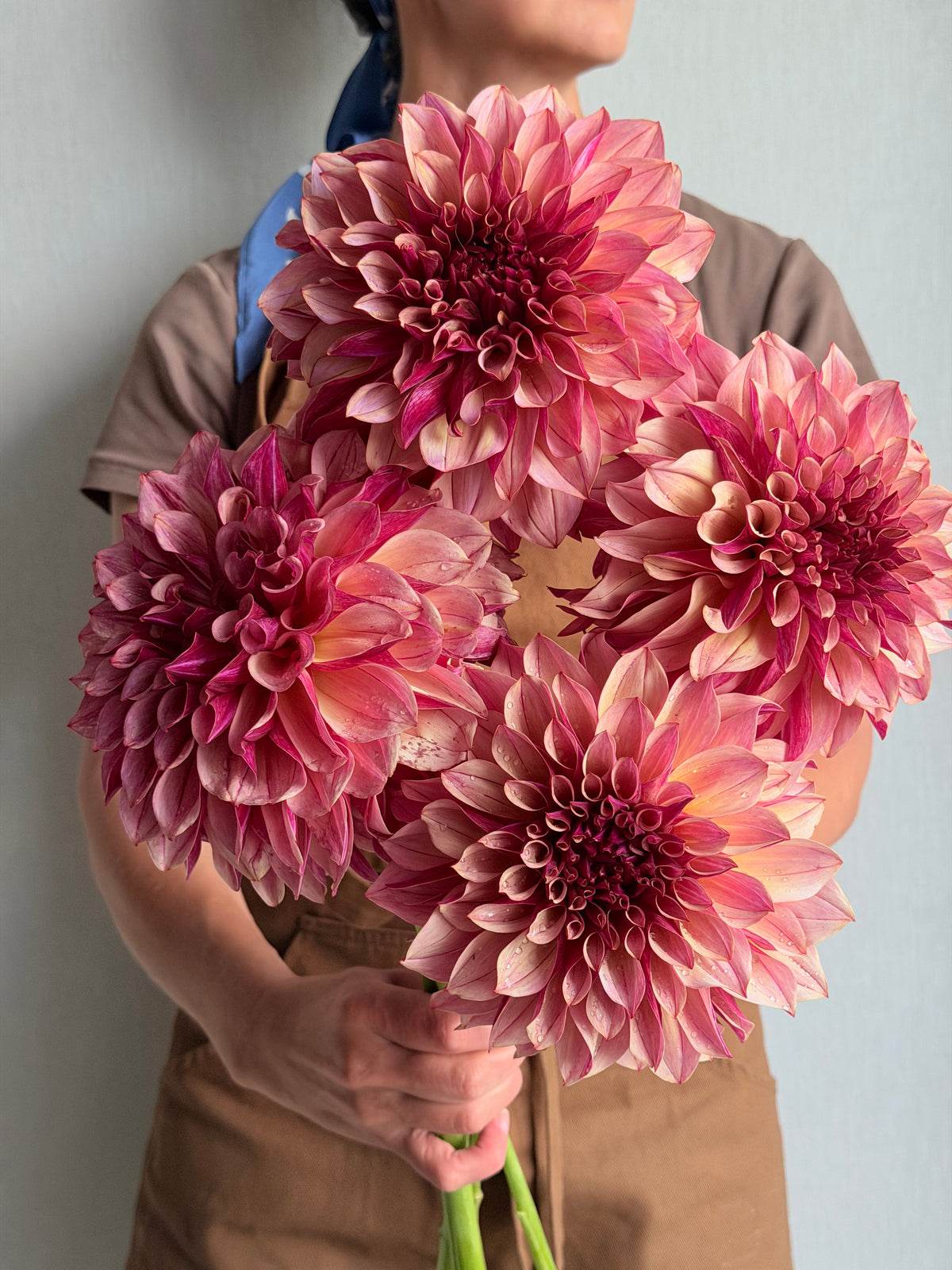 Dahlia KA's Cafe Mauve-FluffyFlower