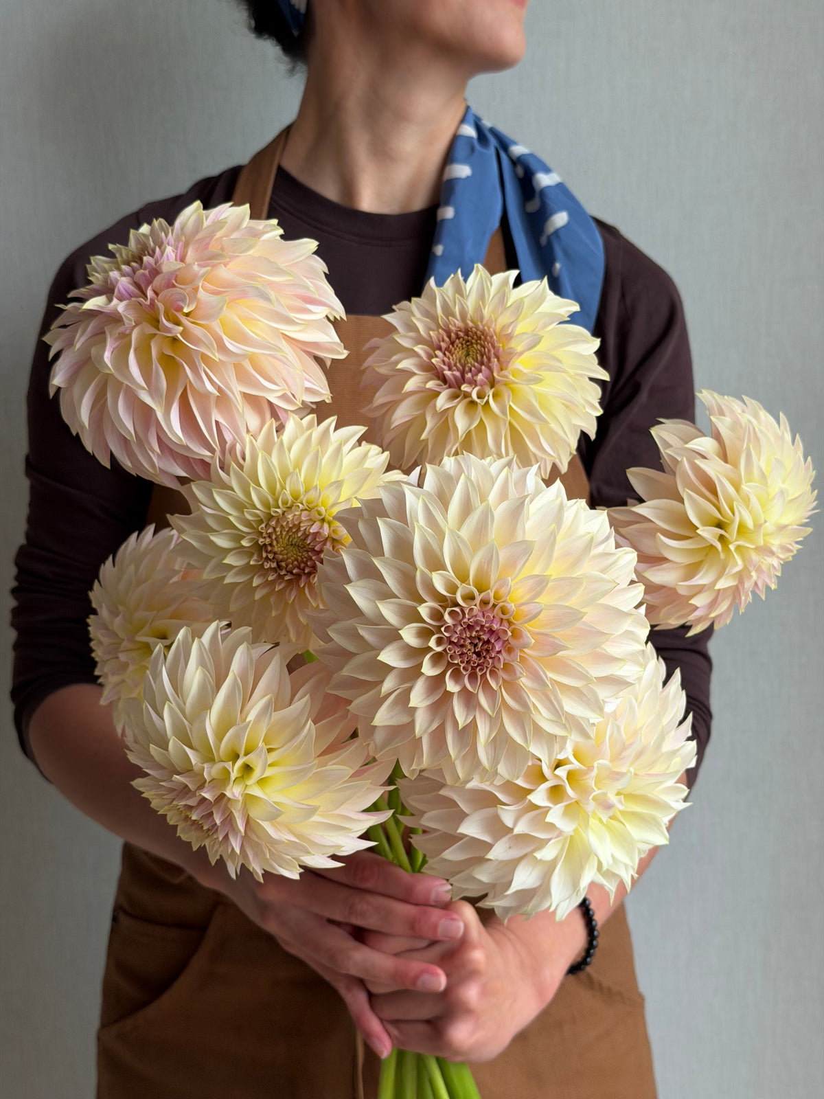 Dahlia KA's® Champagne