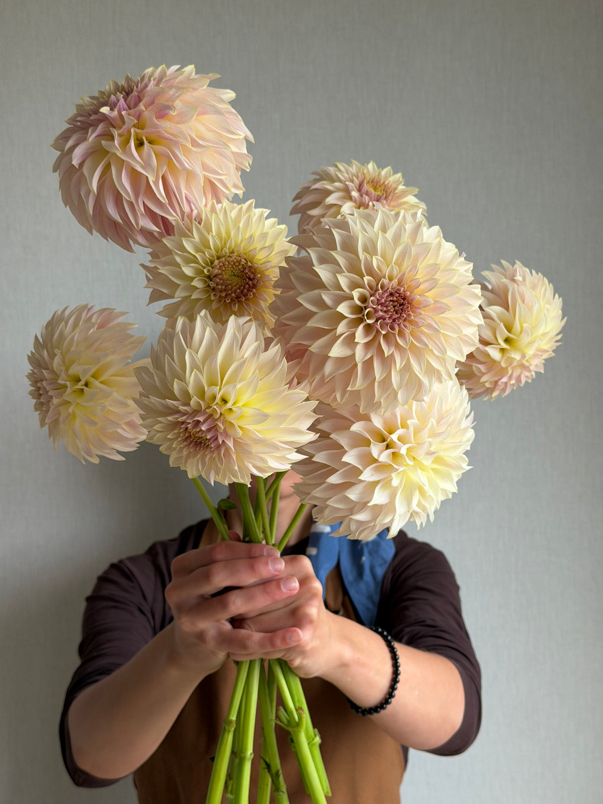 Dahlia KA's® Champagne