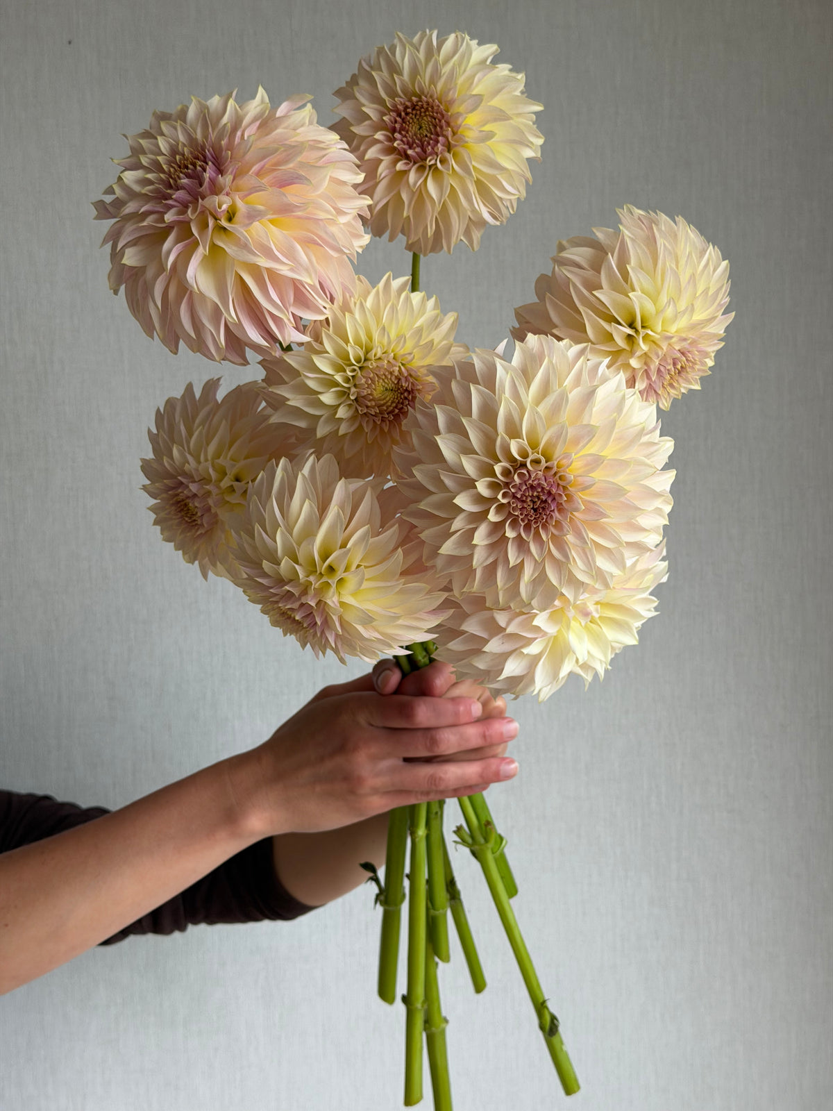 Dahlia KA's® Champagne