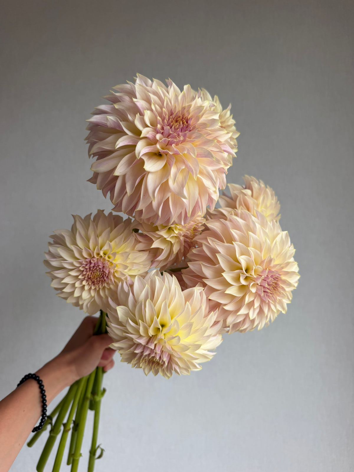 Dahlia KA's® Champagne