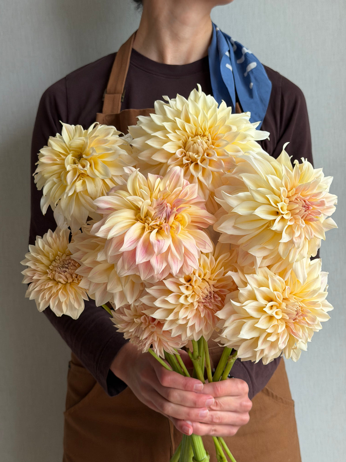 Dahlia KA's® Mocha Maya
