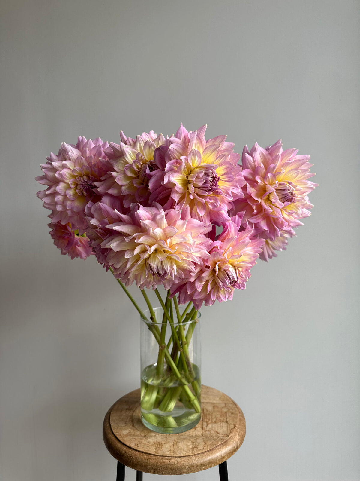 Dahlia KIdd's Climax - FluffyFlower