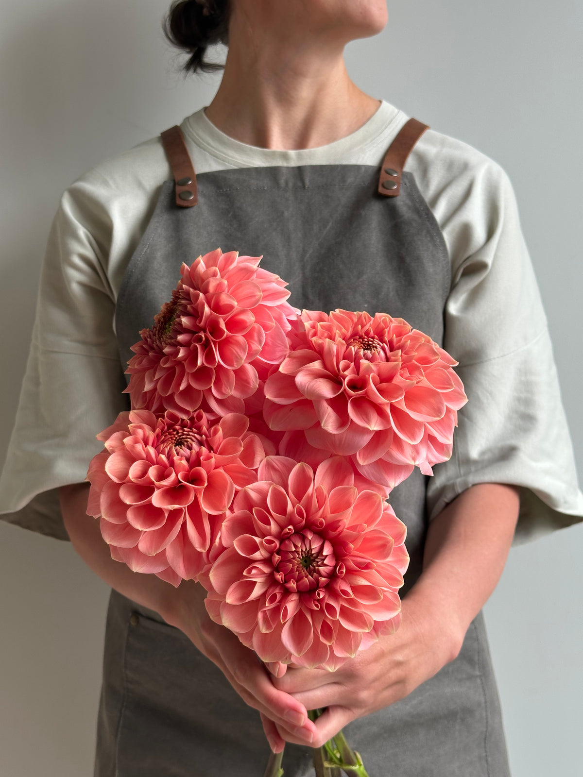 Dahlia Romance-FluffyFlower