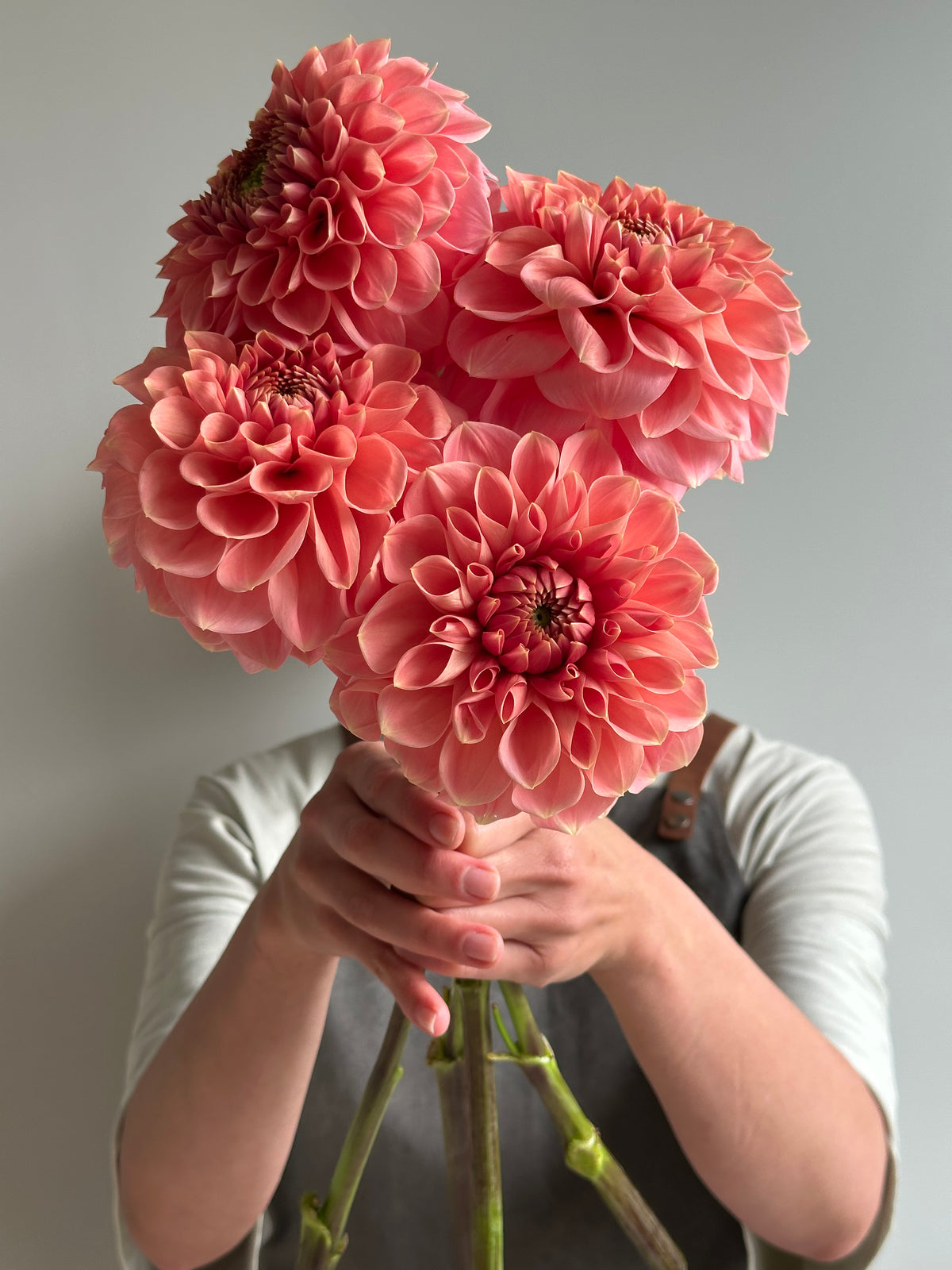 Dahlia Romance-FluffyFlower