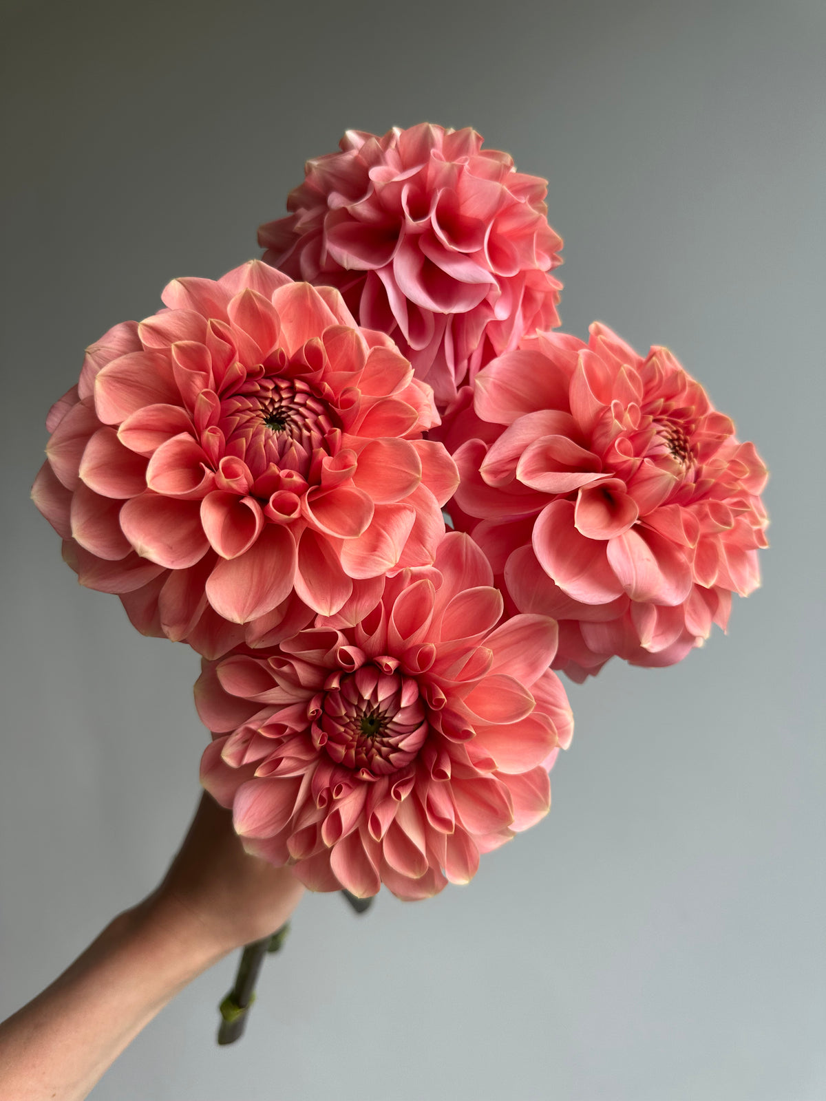 Dahlia Romance-FluffyFlower