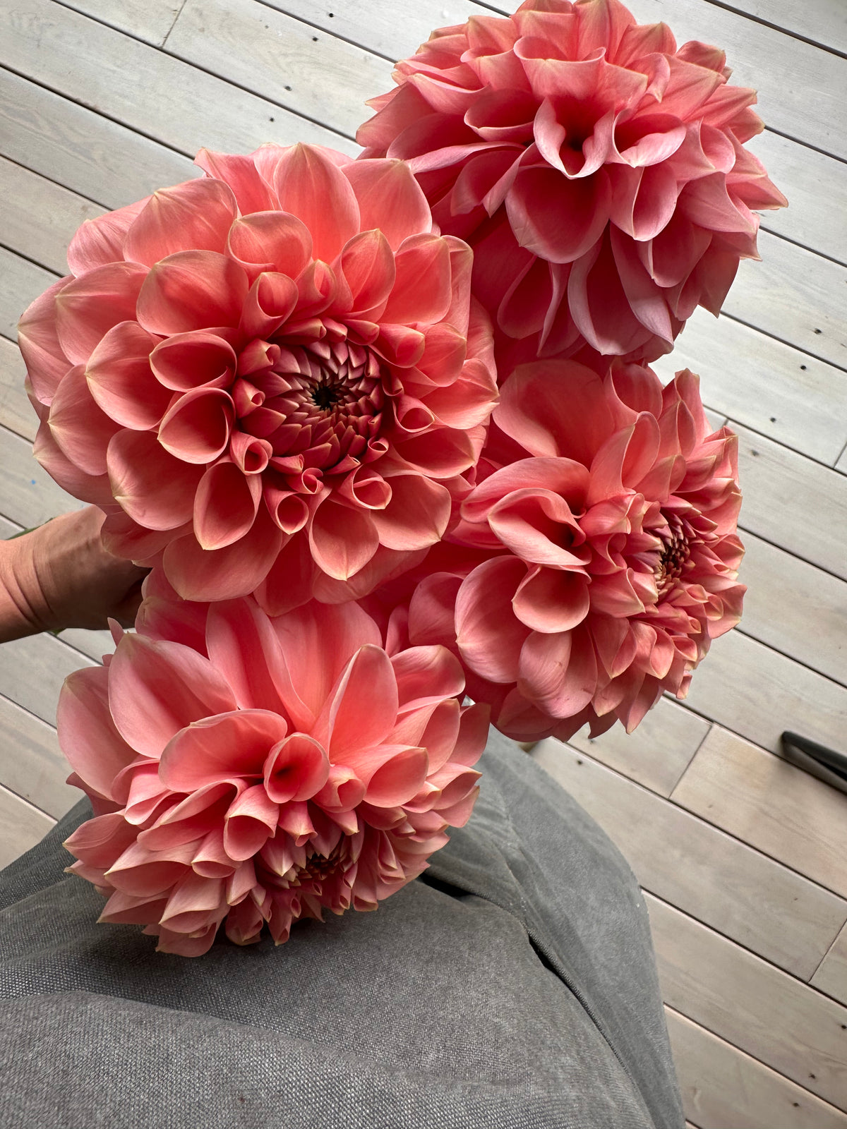 Dahlia Romance-FluffyFlower