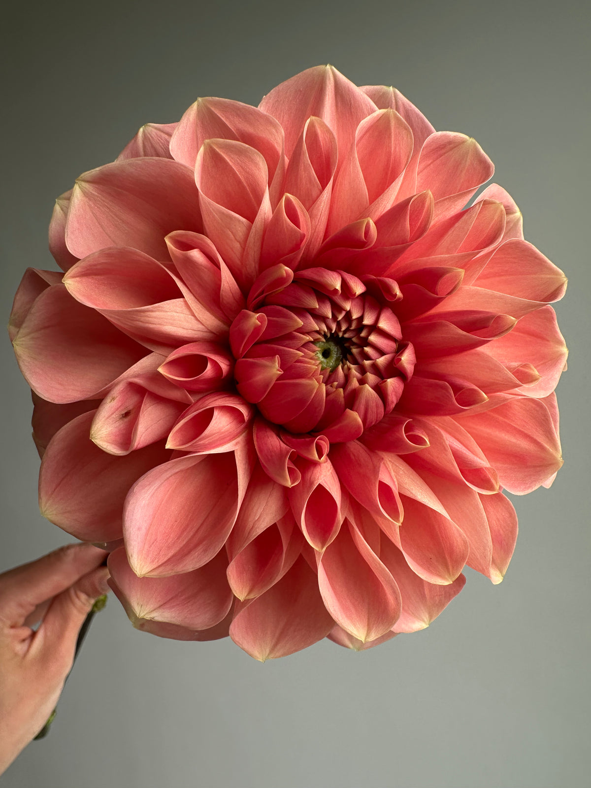 Dahlia Romance-FluffyFlower