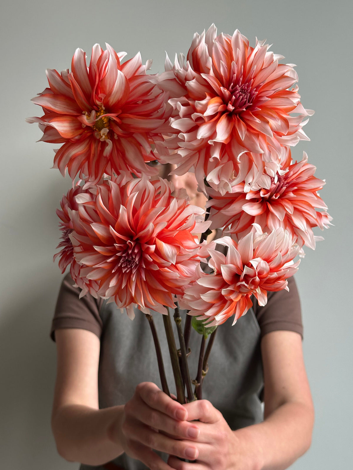 Dahlia Santa Claus - FluffyFlower