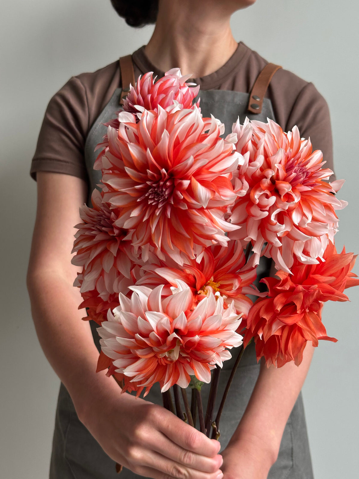 Dahlia Santa Claus - FluffyFlower