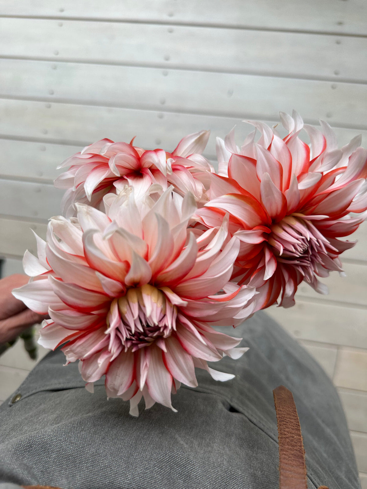 Dahlia Santa Claus - FluffyFlower