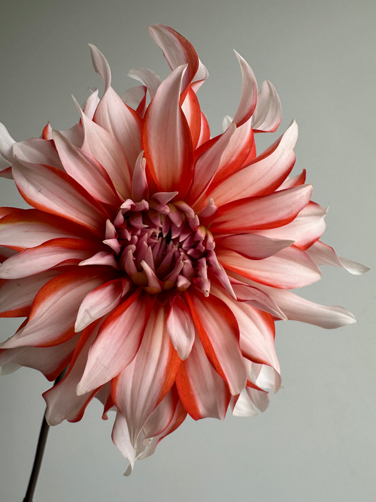 Dahlia Santa Claus - FluffyFlower